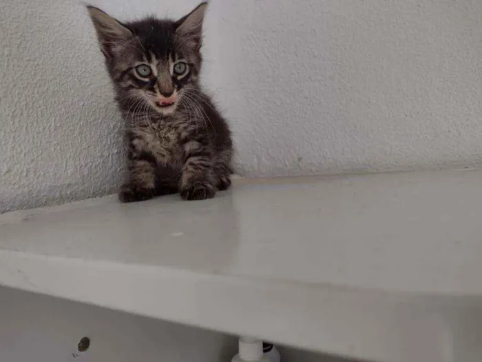 Gato ra a SRD idade Abaixo de 2 meses nome Ted