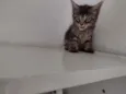 Ted