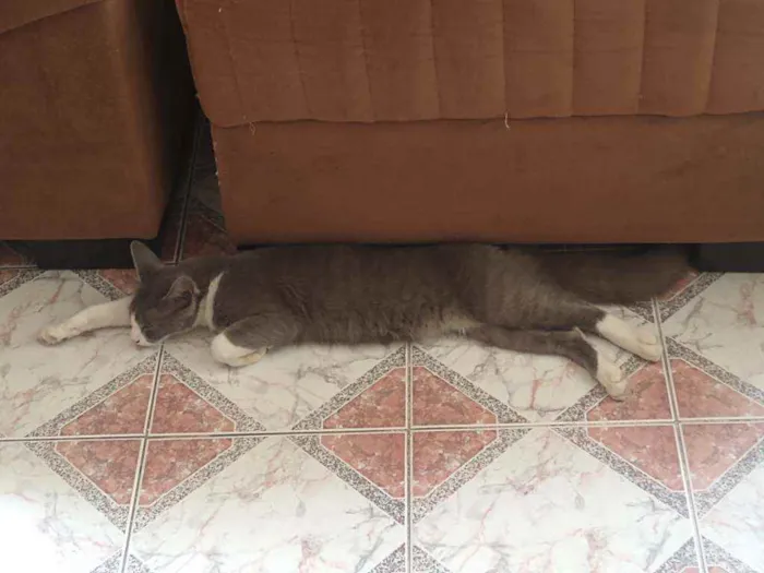 Gato ra a SRD idade 7 a 11 meses nome Lucas 