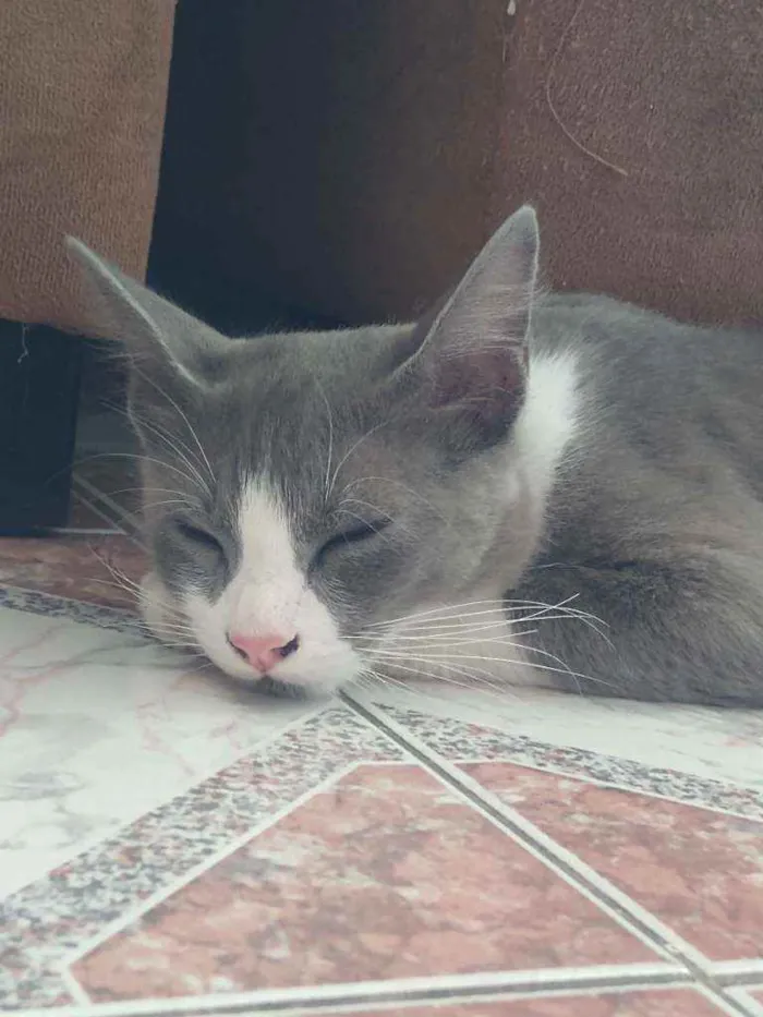 Gato ra a SRD idade 7 a 11 meses nome Lucas 