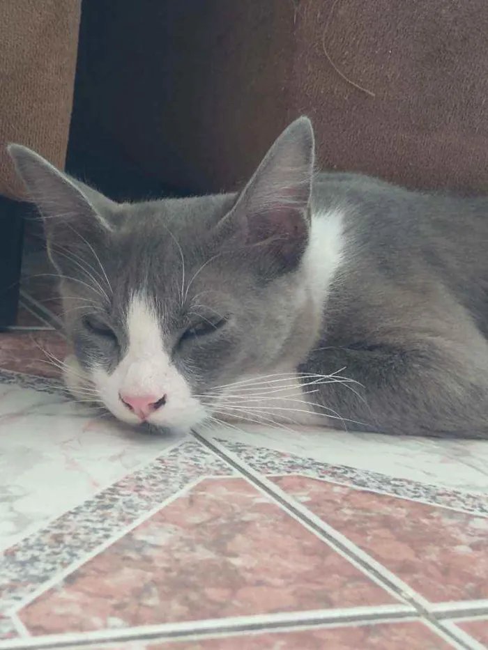 Gato ra a SRD idade 7 a 11 meses nome Lucas 