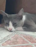 Lucas