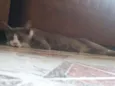Lucas