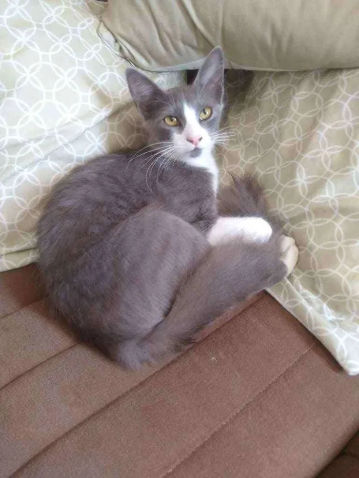 Gato ra a SRD idade 7 a 11 meses nome Lucas 
