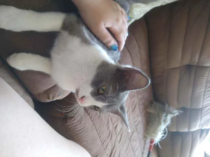 Gato ra a SRD idade 7 a 11 meses nome Lucas 