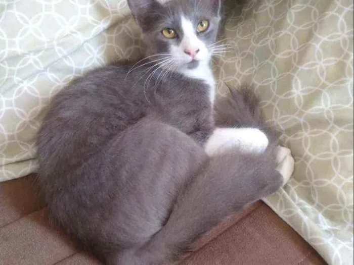 Gato ra a SRD idade 7 a 11 meses nome Lucas 