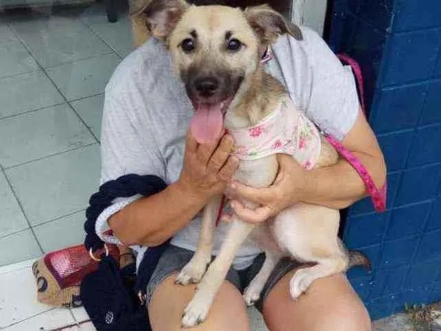 Cachorro raça Srd idade 7 a 11 meses nome Filomena