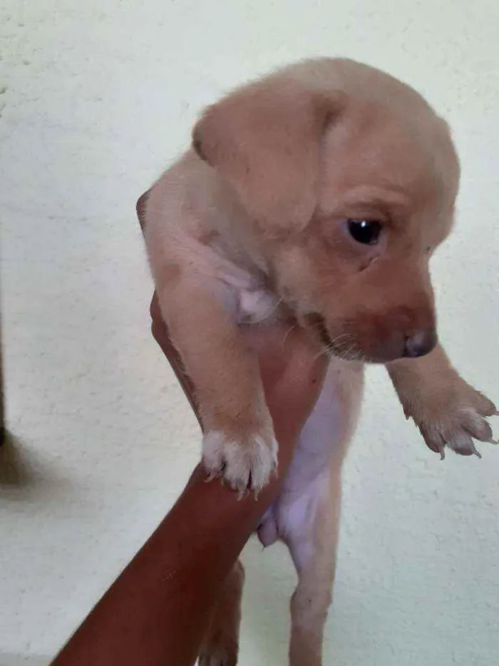 Cachorro ra a  idade 2 a 6 meses nome Cachorrinha bebe