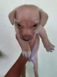 Cachorrinha bebe