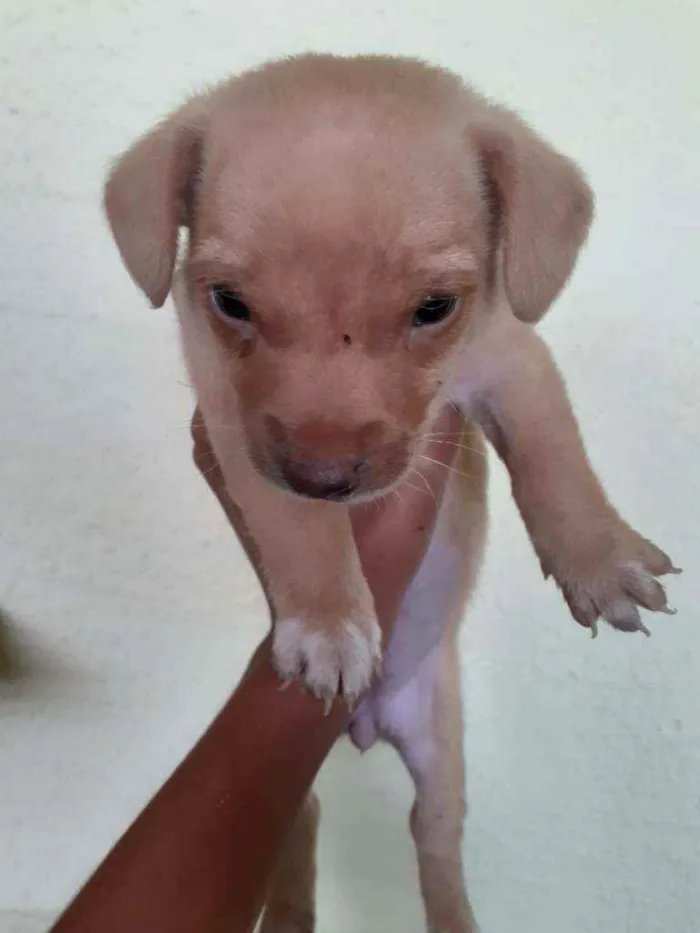 Cachorro ra a  idade 2 a 6 meses nome Cachorrinha bebe