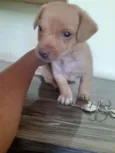 Cachorrinha bebe