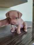 Cachorrinha bebe