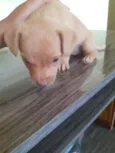 Cachorrinha bebe