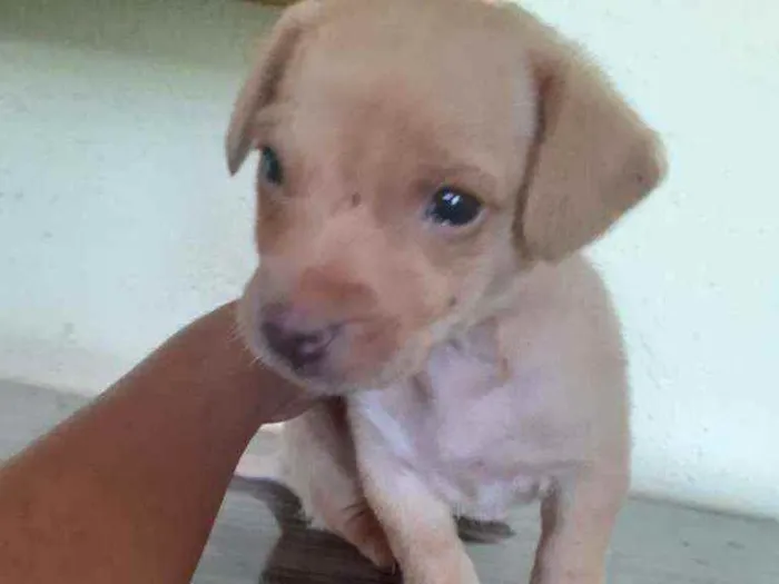 Cachorro ra a  idade 2 a 6 meses nome Cachorrinha bebe