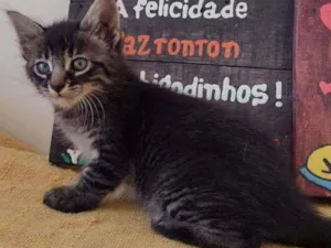 Gato raça SRD idade Abaixo de 2 meses nome Ted