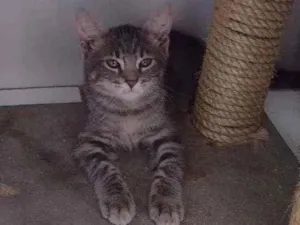Gato raça Sialata idade 2 a 6 meses nome Sam