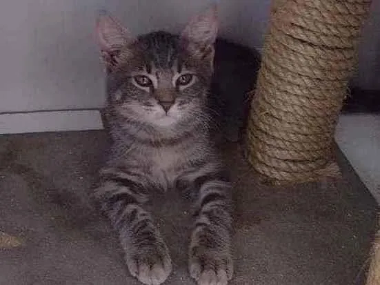 Gato ra a Sialata idade 2 a 6 meses nome Sam