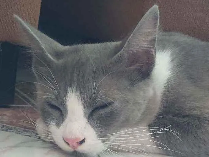 Gato ra a SRD idade 7 a 11 meses nome Lucas 