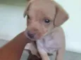 Cachorrinha bebe