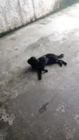 Laika