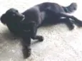 Laika