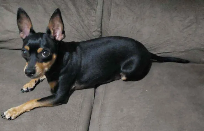 Cachorro raça Pinscher idade 6 ou mais anos nome Lukinha