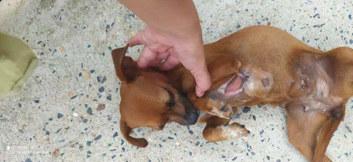 Cachorro ra a Sem raça definida  idade 3 anos nome Bella 