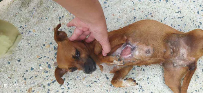 Cachorro ra a Sem raça definida  idade 3 anos nome Bella 