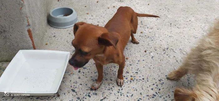 Cachorro ra a Sem raça definida  idade 3 anos nome Bella 