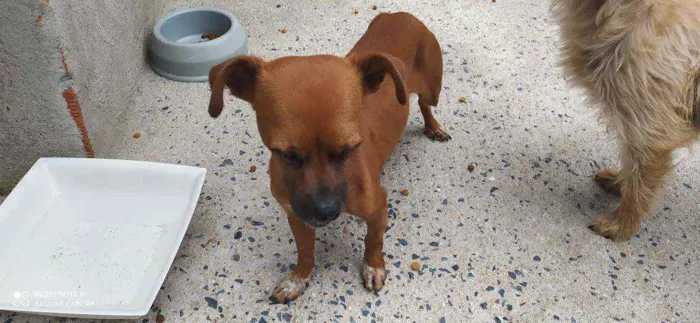 Cachorro ra a Sem raça definida  idade 3 anos nome Bella 