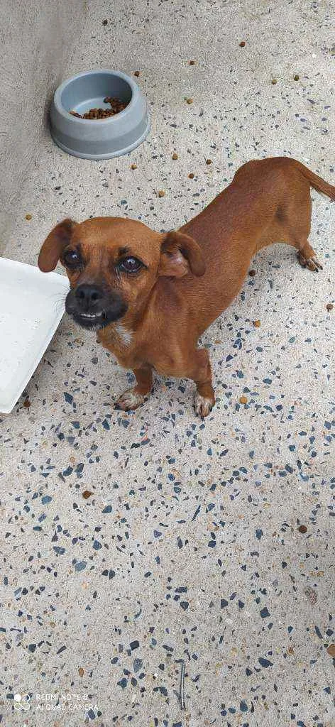 Cachorro ra a Sem raça definida  idade 3 anos nome Bella 