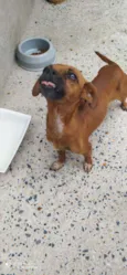 Bella 