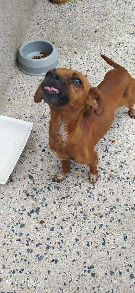 Cachorro ra a Sem raça definida  idade 3 anos nome Bella 