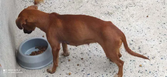 Cachorro ra a Sem raça definida  idade 3 anos nome Bella 