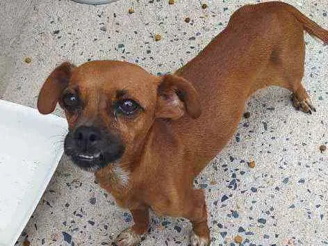 Cachorro ra a Sem raça definida  idade 3 anos nome Bella 