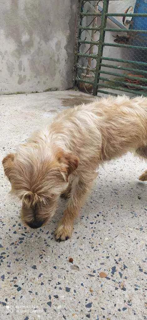 Cachorro ra a Sem raça definida  idade 2 anos nome Nina