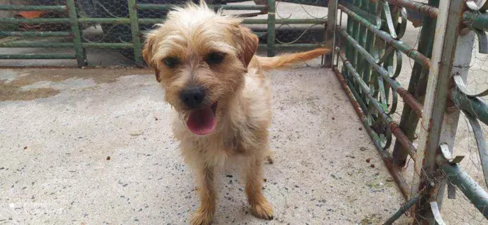 Cachorro ra a Sem raça definida  idade 2 anos nome Nina