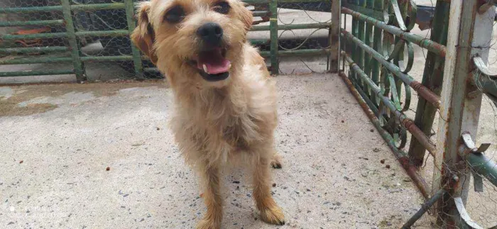 Cachorro ra a Sem raça definida  idade 2 anos nome Nina