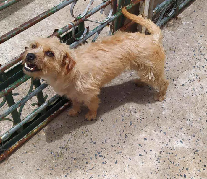 Cachorro ra a Sem raça definida  idade 2 anos nome Nina