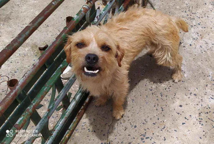 Cachorro ra a Sem raça definida  idade 2 anos nome Nina