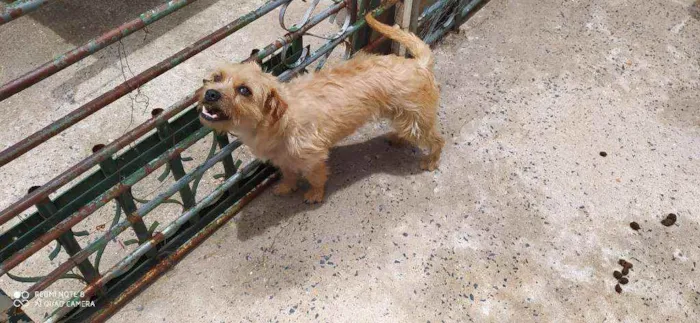 Cachorro ra a Sem raça definida  idade 2 anos nome Nina