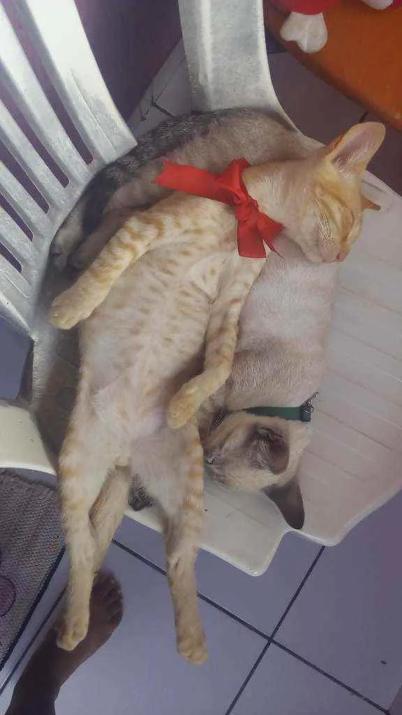 Gato raça Misturado idade 2 a 6 meses nome Bing e bong