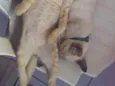Bing e bong