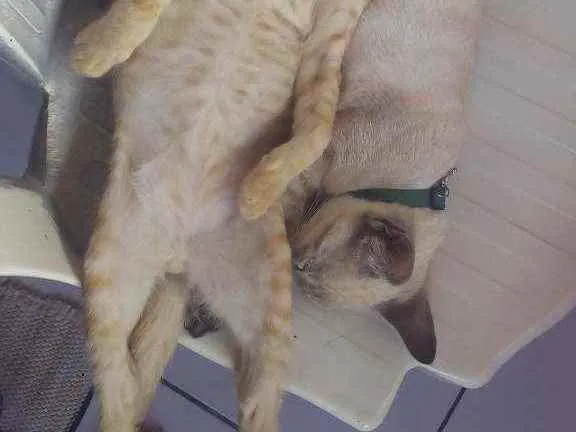 Gato raça Misturado idade 2 a 6 meses nome Bing e bong