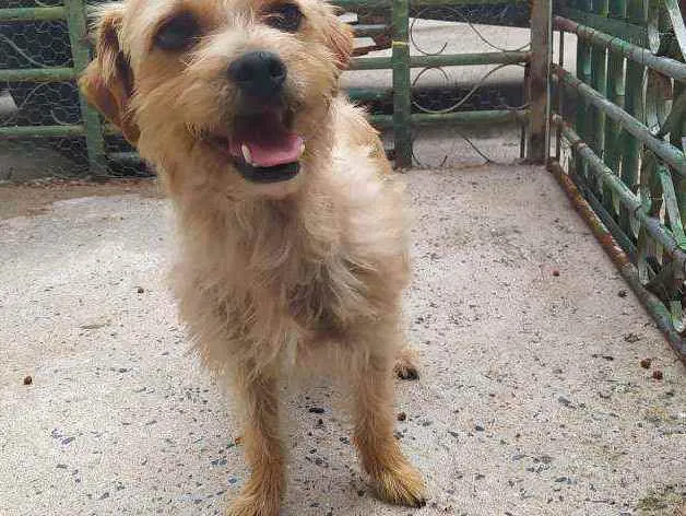 Cachorro ra a Sem raça definida  idade 2 anos nome Nina
