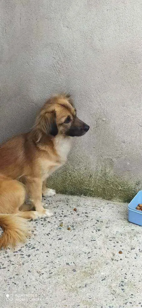 Cachorro ra a Sem raça definida  idade 2 anos nome Pérola