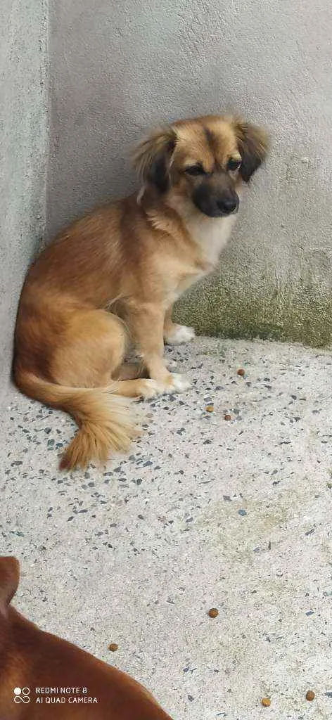 Cachorro ra a Sem raça definida  idade 2 anos nome Pérola