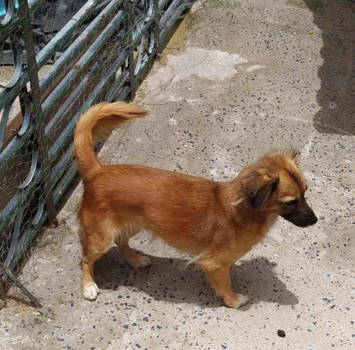 Cachorro ra a Sem raça definida  idade 2 anos nome Pérola