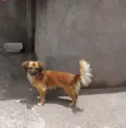 Pérola