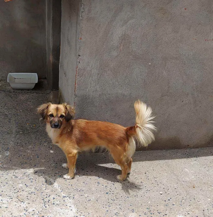 Cachorro ra a Sem raça definida  idade 2 anos nome Pérola